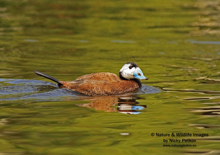 WildLife Photos of Birds, Geese, Ducks & others, White-headed Duck, Oxyura leucocephala